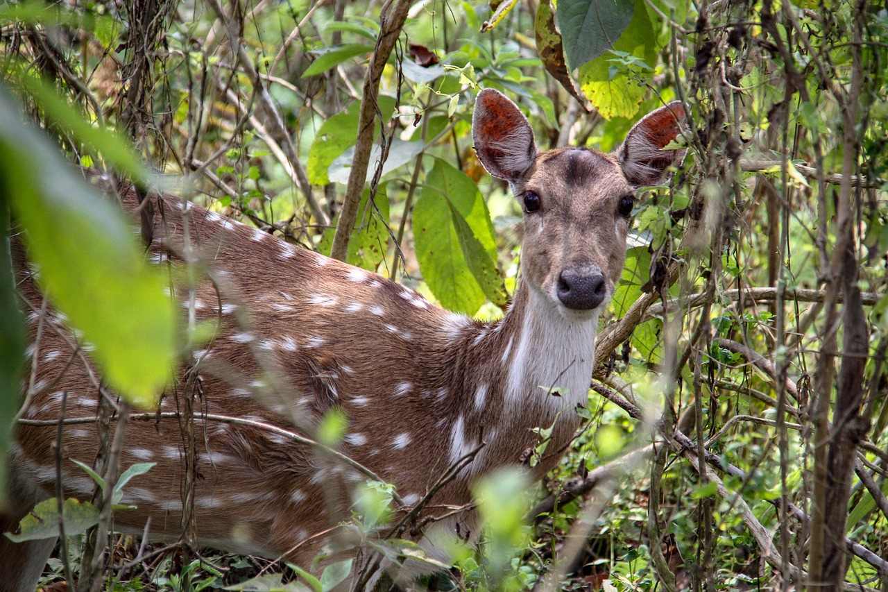 State Animal of Uttarakhand